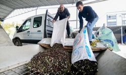 Bornova’da zeytin üreticilerine lojistik destek