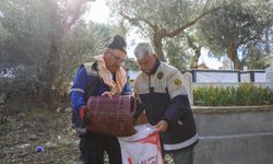 Buca Belediyesi zeytin hasadına başladı