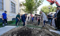 Devrilen çınar ağacı yerine yenisi dikildi