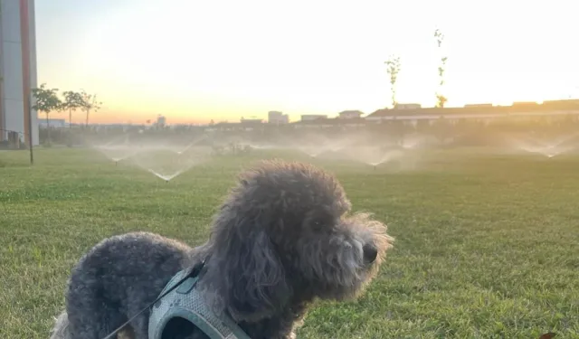 Vicdansızlık! Yaralılar yerde yatarken cüzdanları ve cins köpekleri çalındı