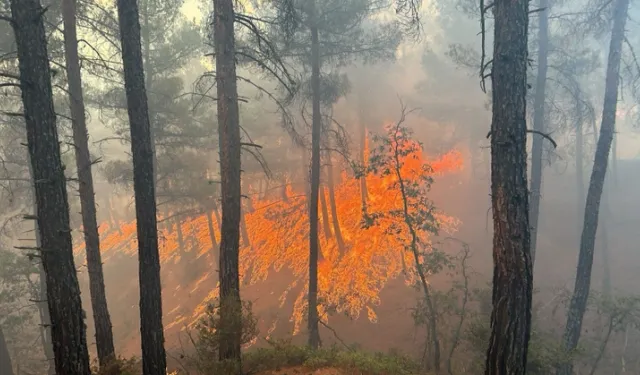 İzmir'deki Orman Yangını 2'nci Gününde: Ekiplerin Müdahalesi Sürüyor