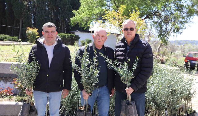 Urla’da zeytin üreticisine 7 bin fidan desteği