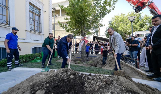 Devrilen çınar ağacı yerine yenisi dikildi
