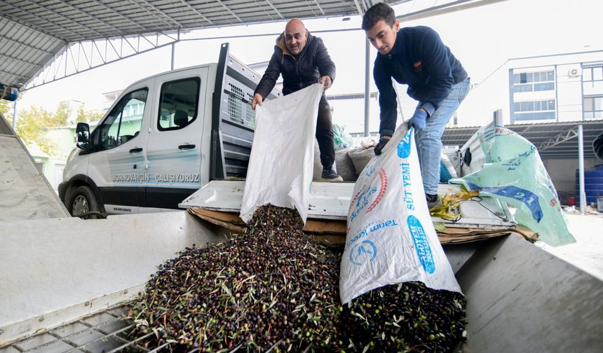 Bornova’da zeytin üreticilerine lojistik destek