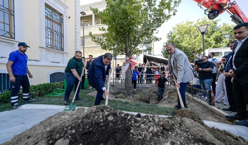 Devrilen çınar ağacı yerine yenisi dikildi